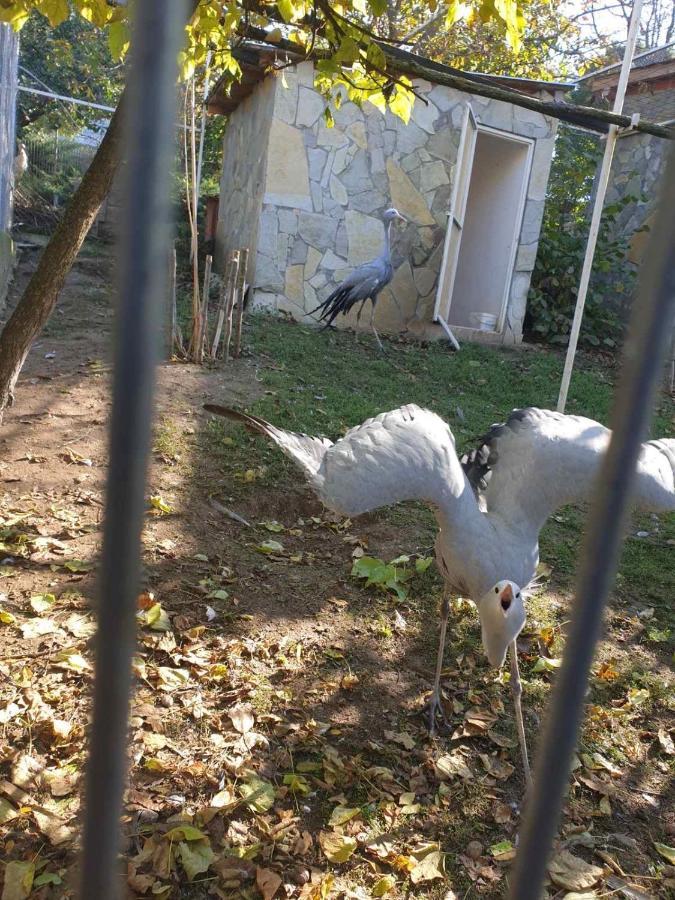 Zoo Misic Prenociste Hotel Vranje Exterior photo